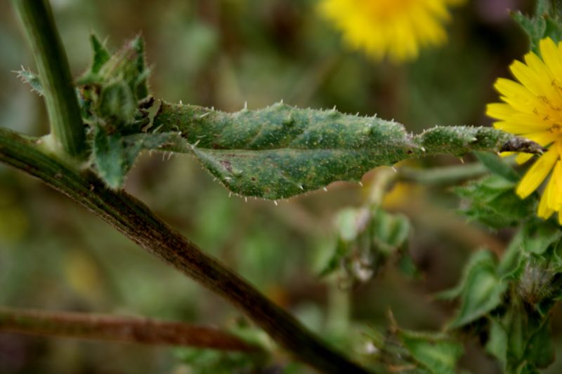 Helminthotheca echioides